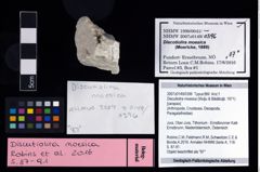 NHMW-GEO-2007z0149-0396_Ol_02.tifDiscutiolira moesica (Muţiu & Bădăluţă, 1971)  (NHMW-GEO-2007z0149-0396)